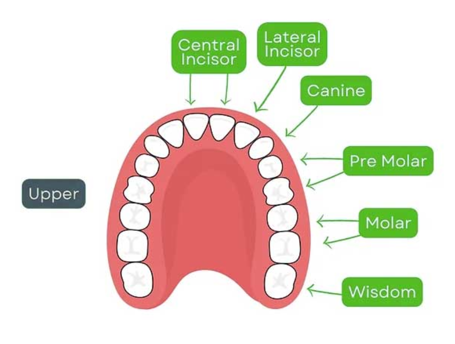 Upper molars diagram
